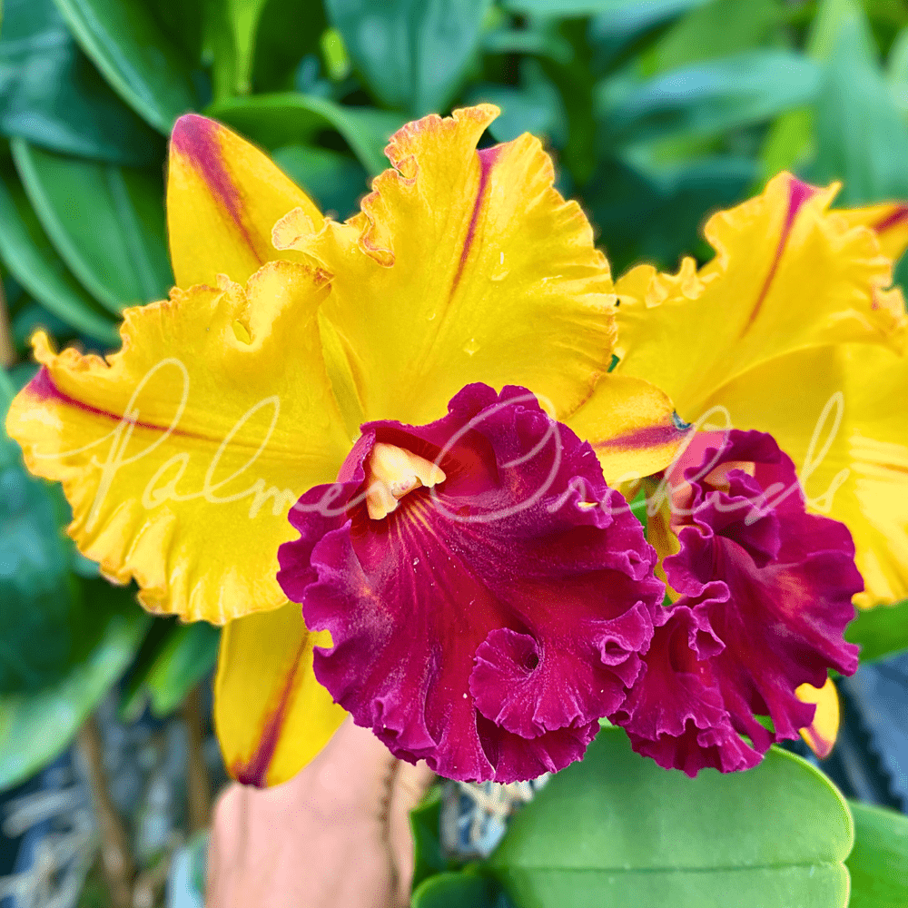 Rlc. Tainan Gold — Palmer Orchids